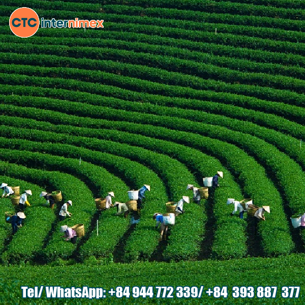 What is a Cooperative? Understanding Co-ops in Vietnam
